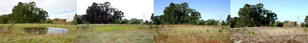 vernal pools